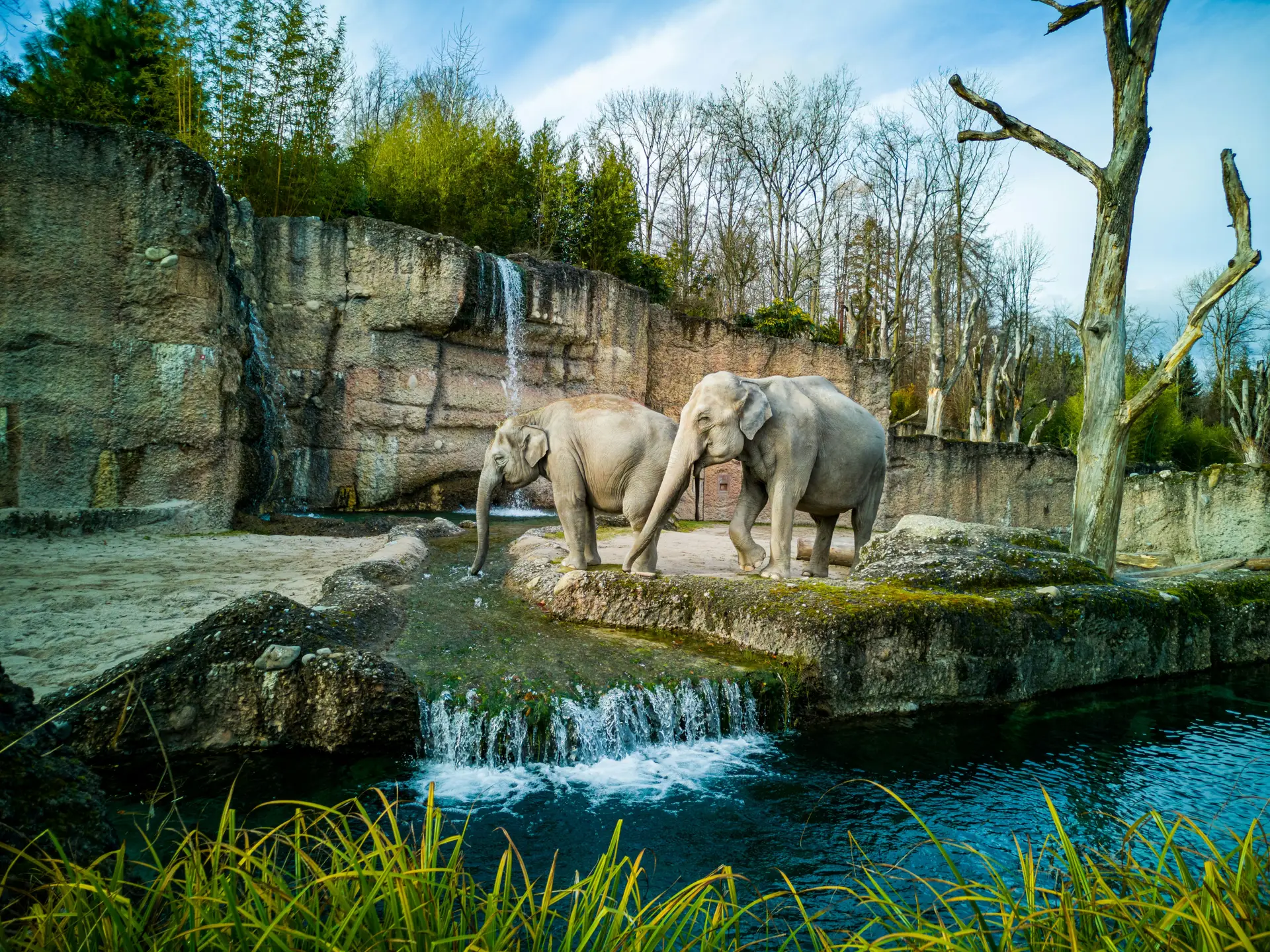 Two elephants in a national zoo. There's an artifical water body near them.