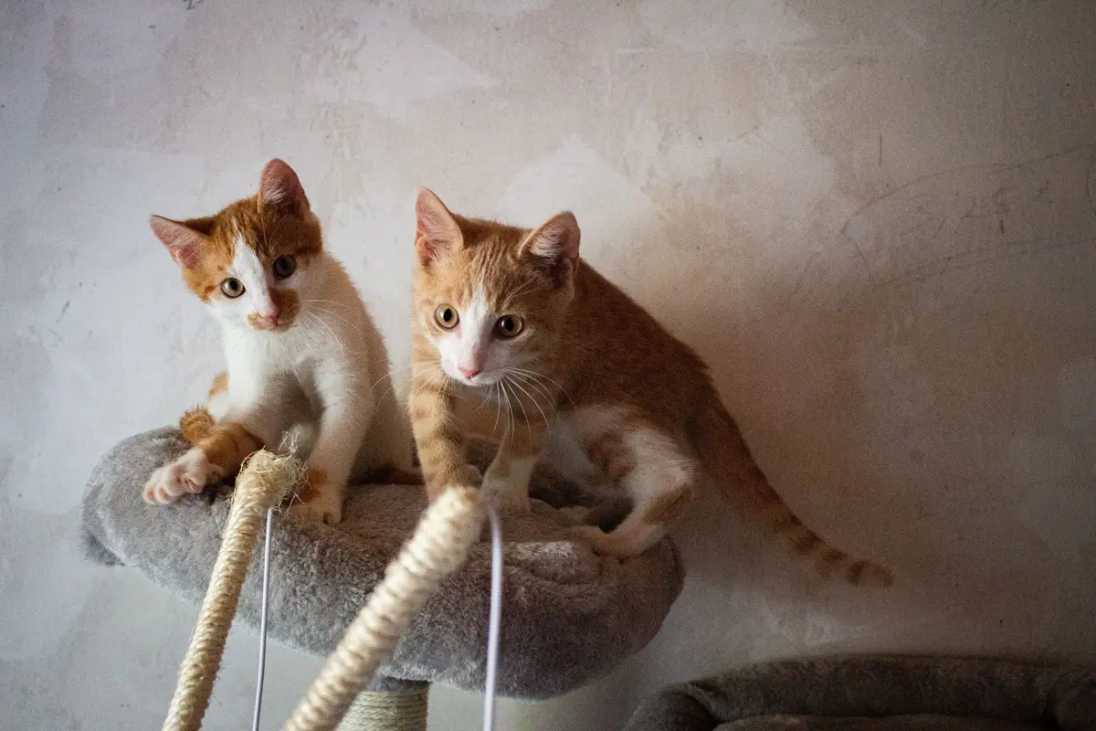 Two cute tabby kittens playfully exploring a cat tree indoors.