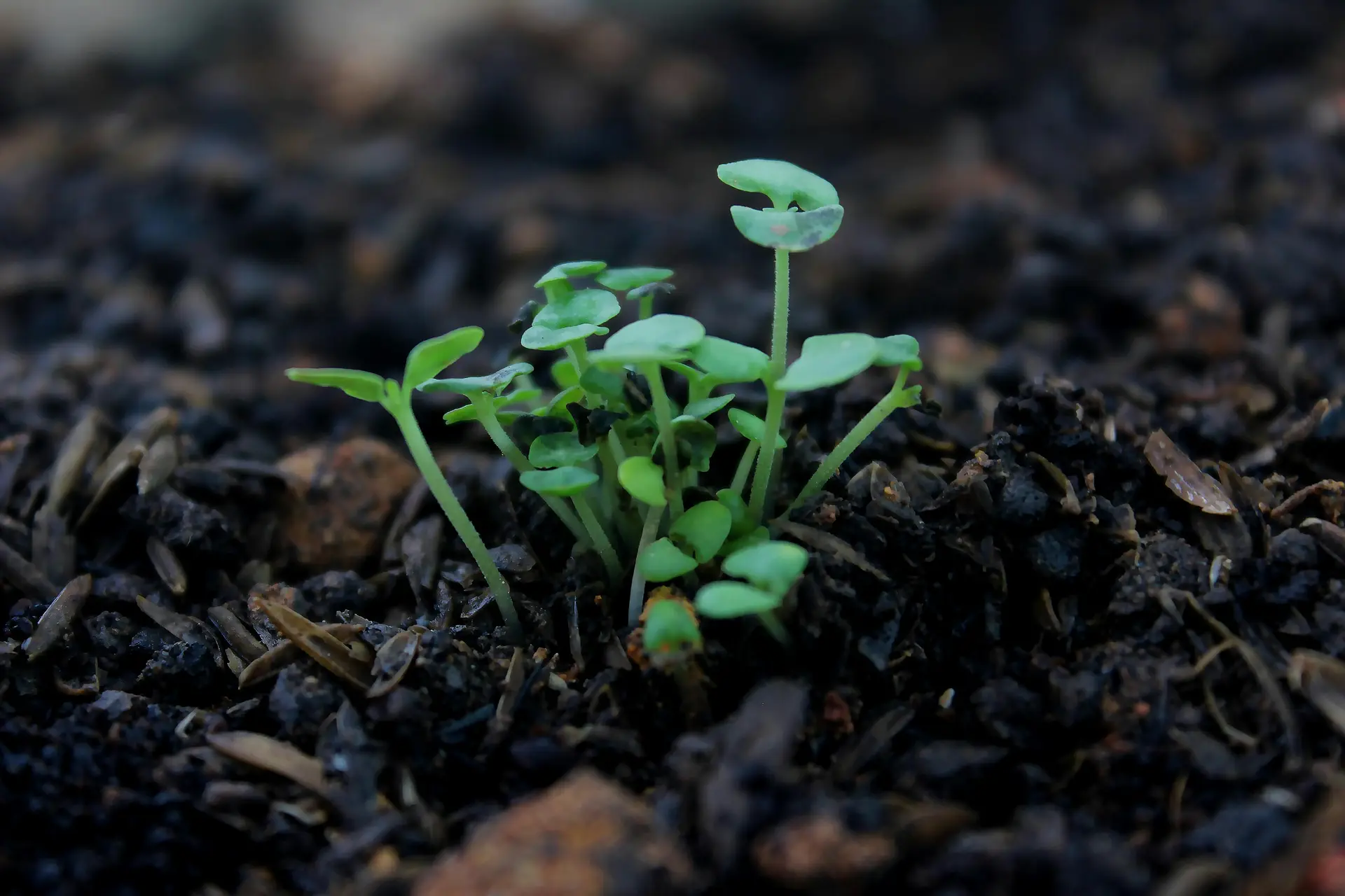 Young Seedlings sprouting from seeds in damp dark soil.