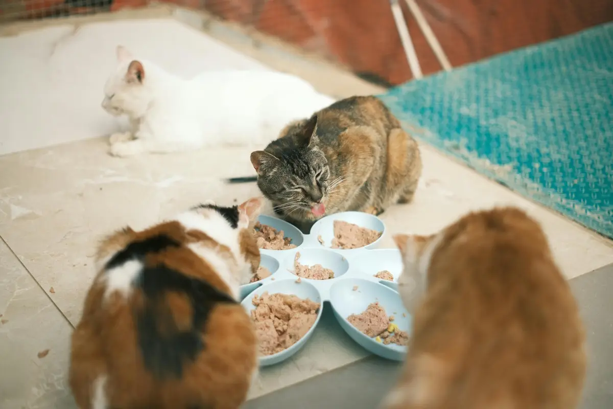 3 cats eating from bowls.