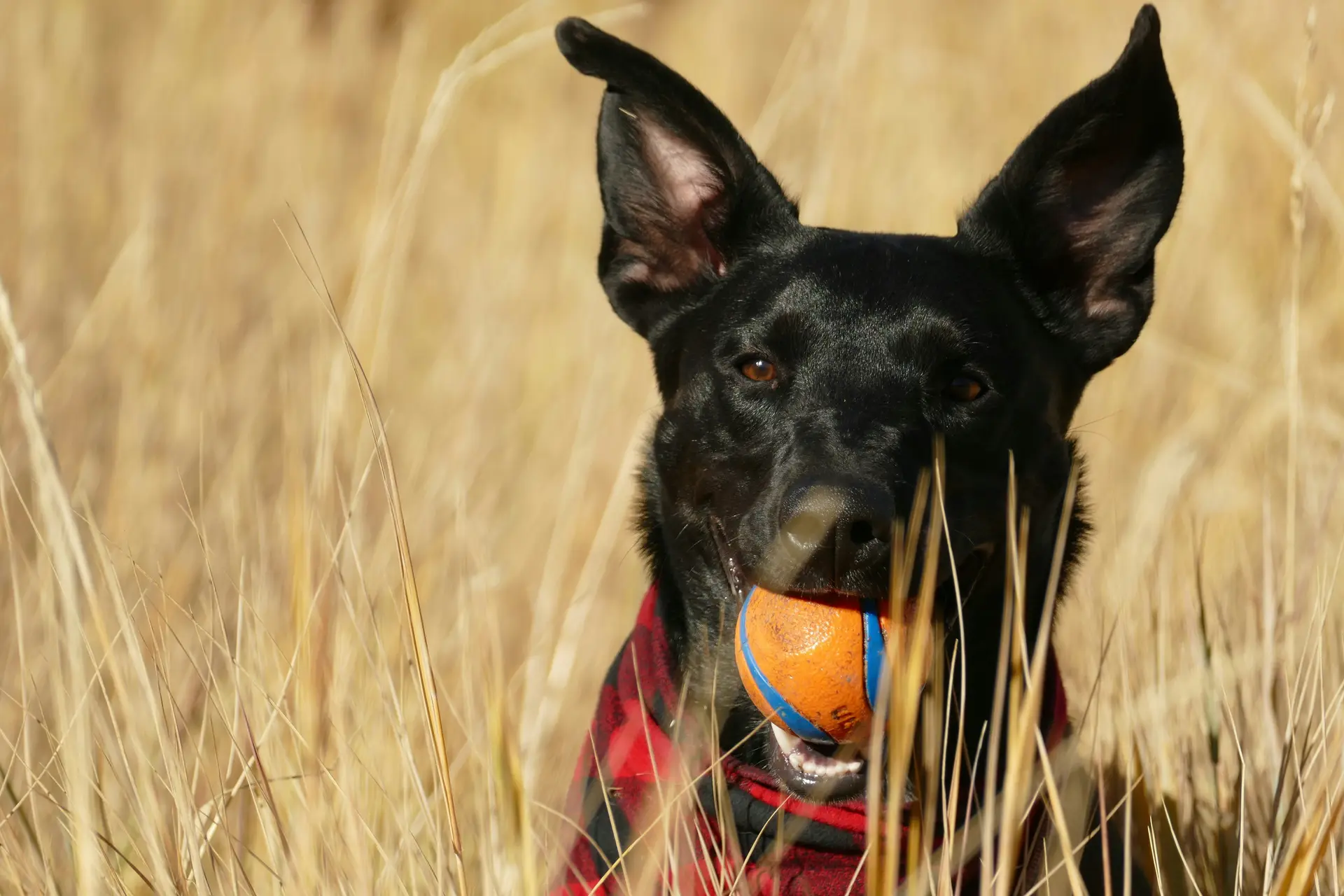 A dog with a tennis ball in its mouth in a grass field.