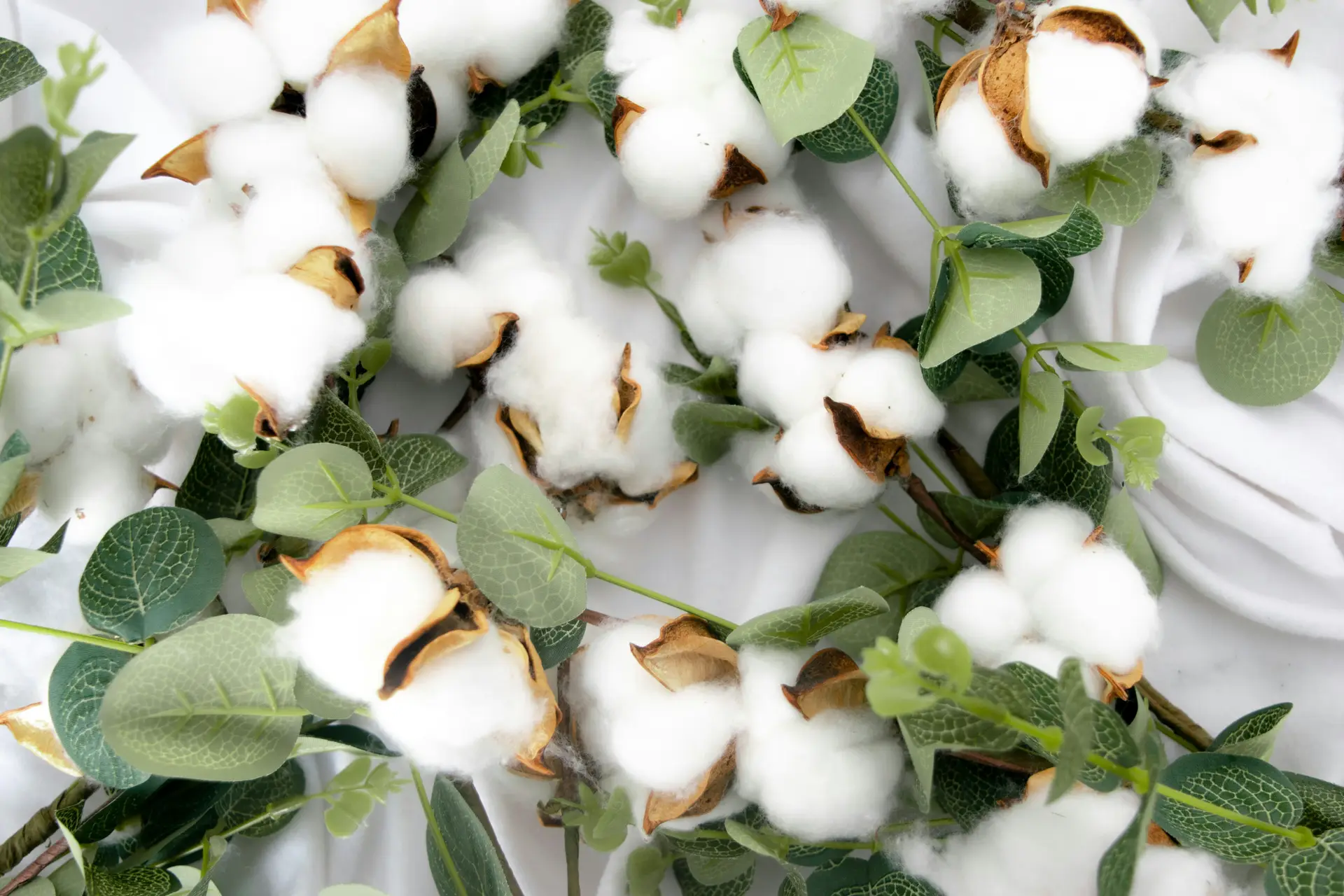 Ripe cotton plant with blooming white colored cotton.