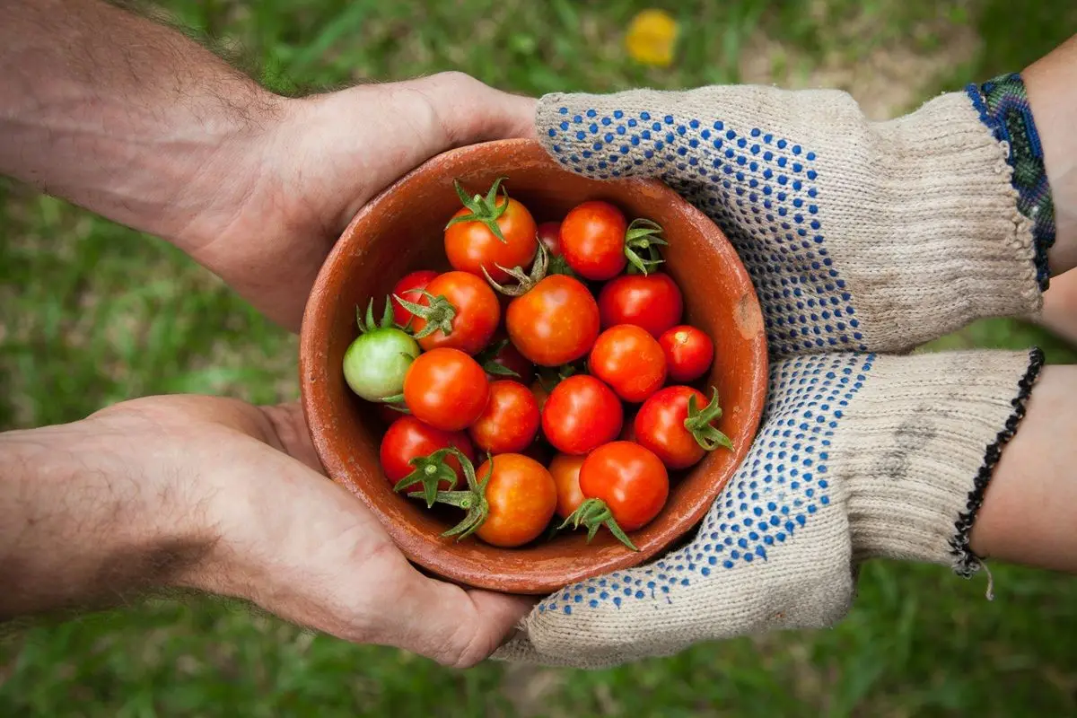 Two person holding a bowl of ripe and green tomatoes.