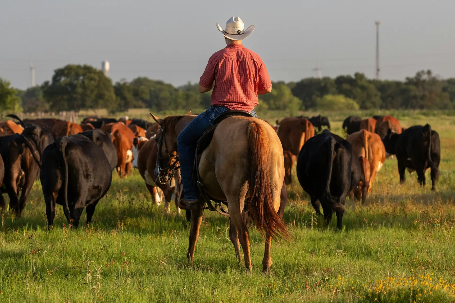 A man riding on the back of a horse next to a herd of cattle.