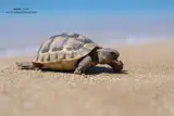 World Turtle Day