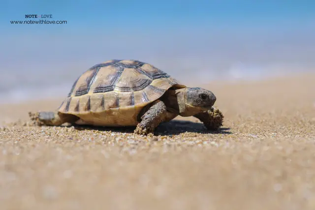 World Turtle Day