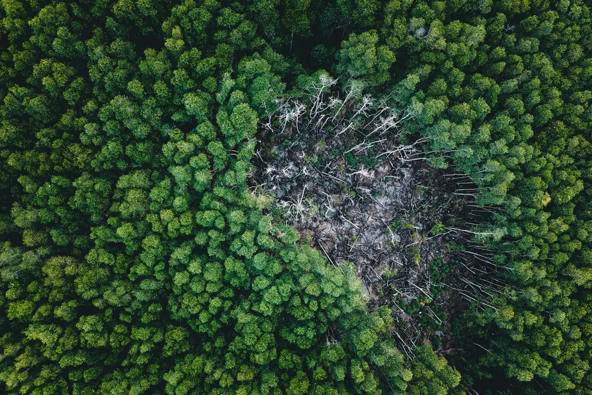 Drone shot capturing a lush green forest surrounding a distinct deforested patch, highlighting ecological impact.