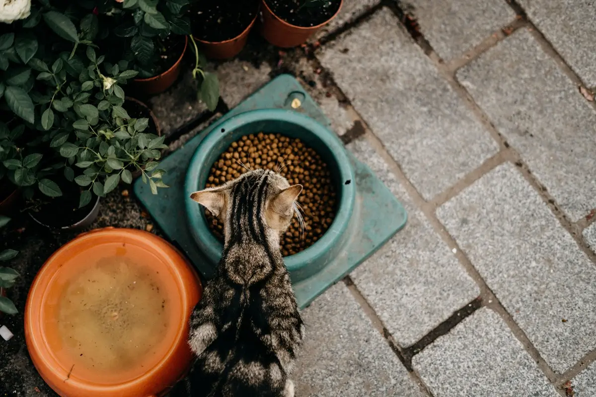 A tabby cat eating dry food next to potted plants.