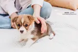 National Puppy Day