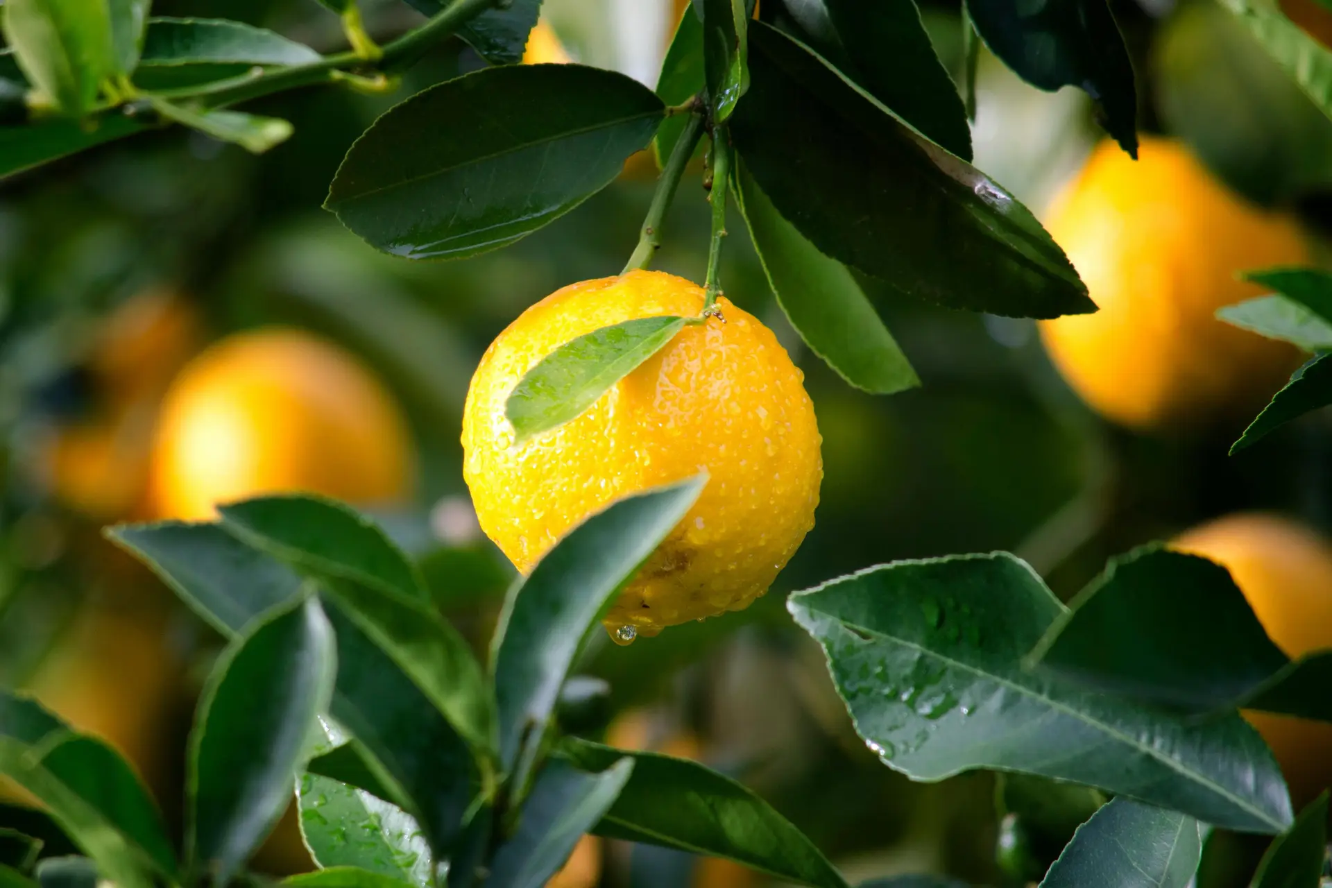 A wet ripe lemon in the tree. There are other lemons but they're not in focus.