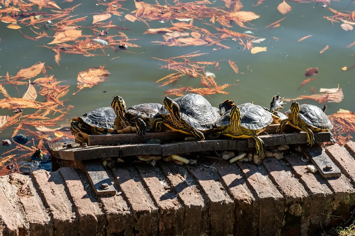 Turtles basking on a brick ledge near a body of water.