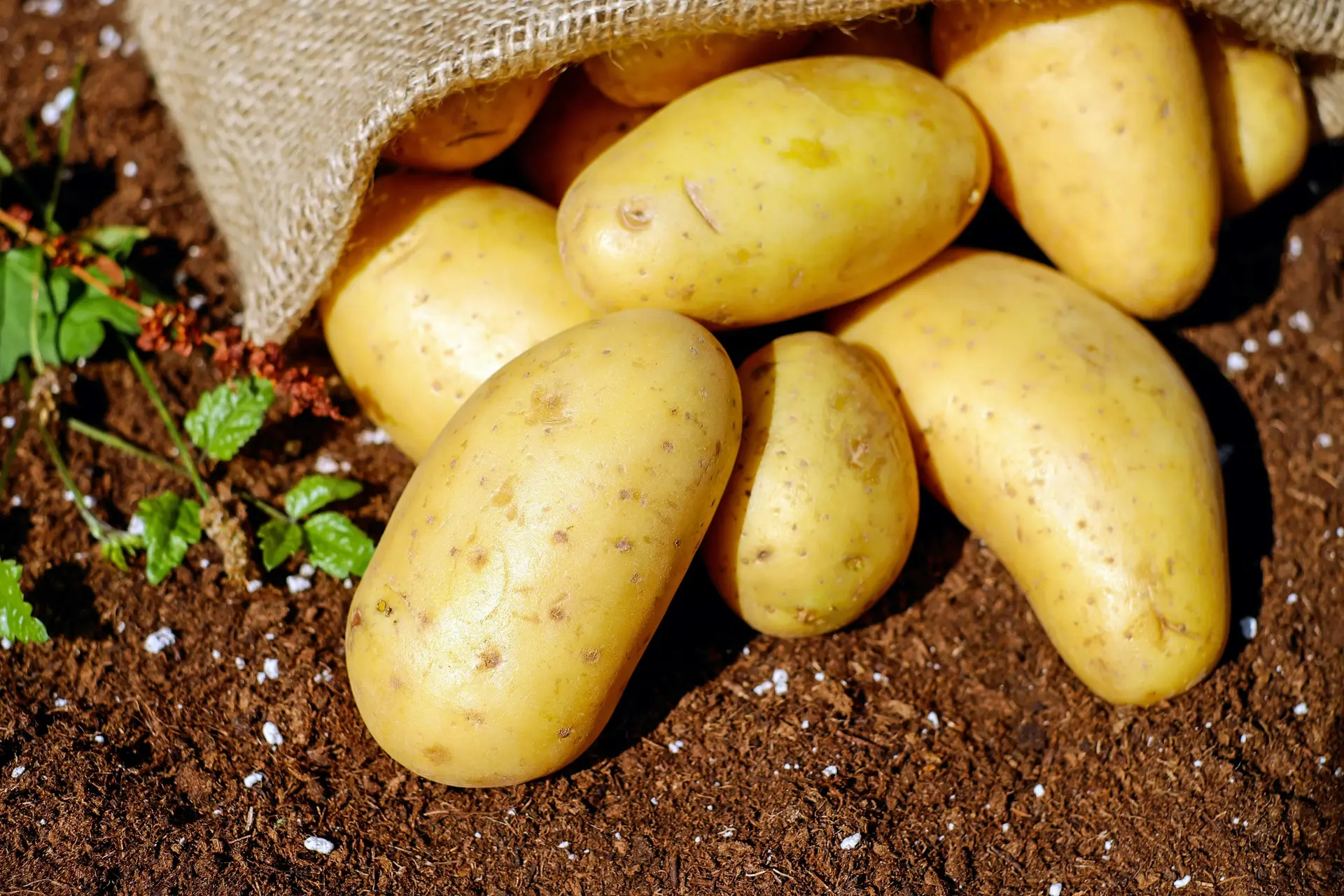 Potatoes fallen out of a sack on the ground.