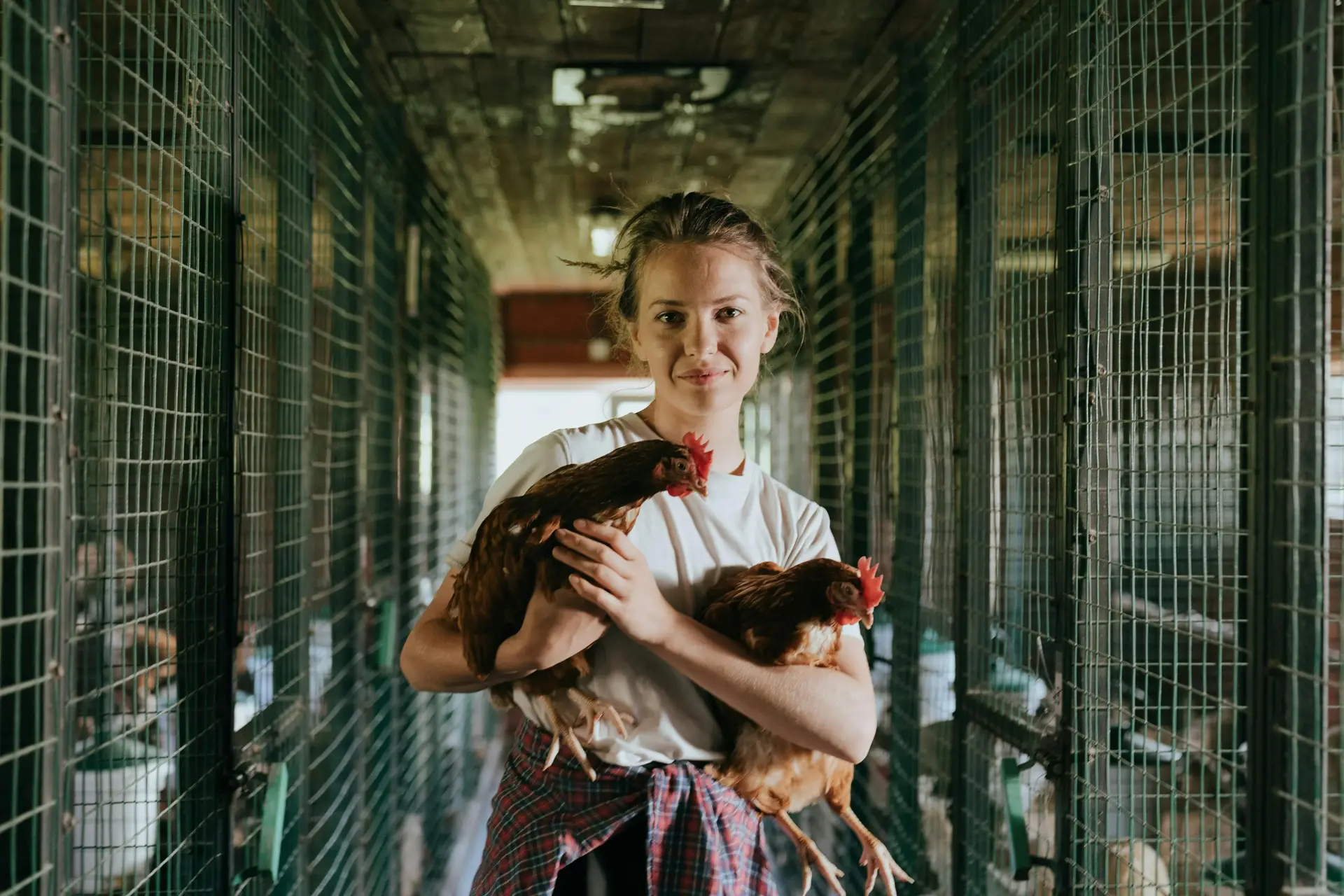 A female chicken farmer holding two chickens in a chicken farm.