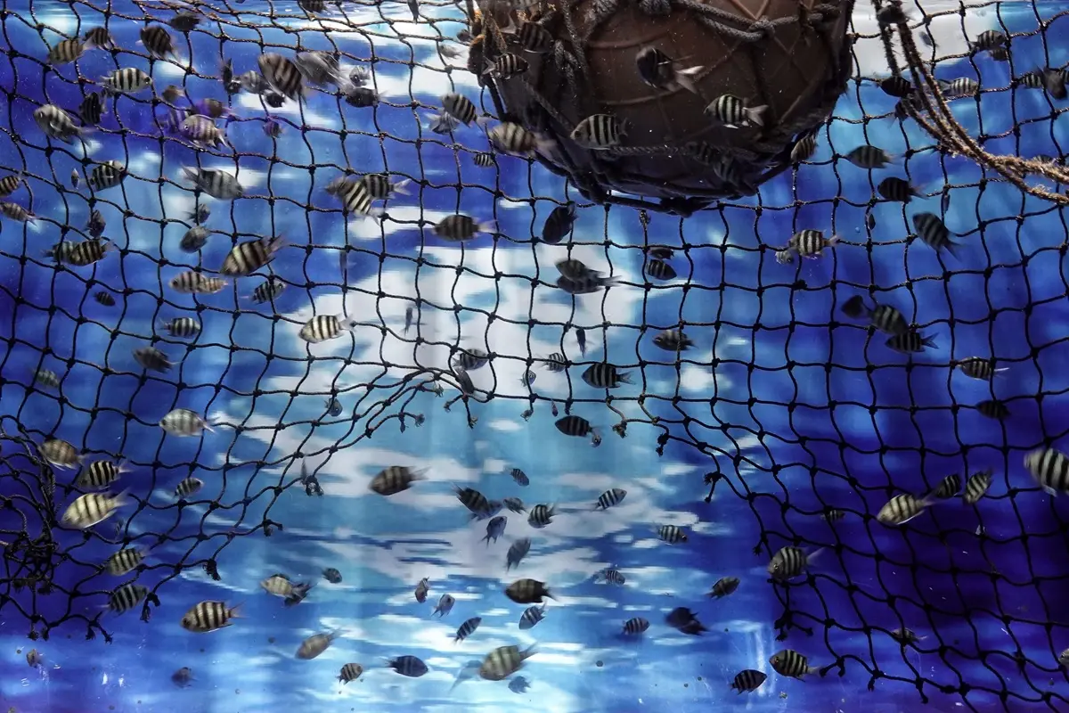 Vibrant underwater scene of tropical fish swimming around a net, showcasing ocean wildlife.