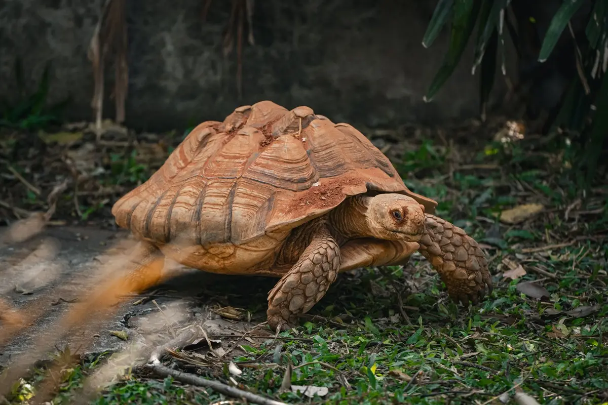An African spurred tortoise exploring its natural habitat.