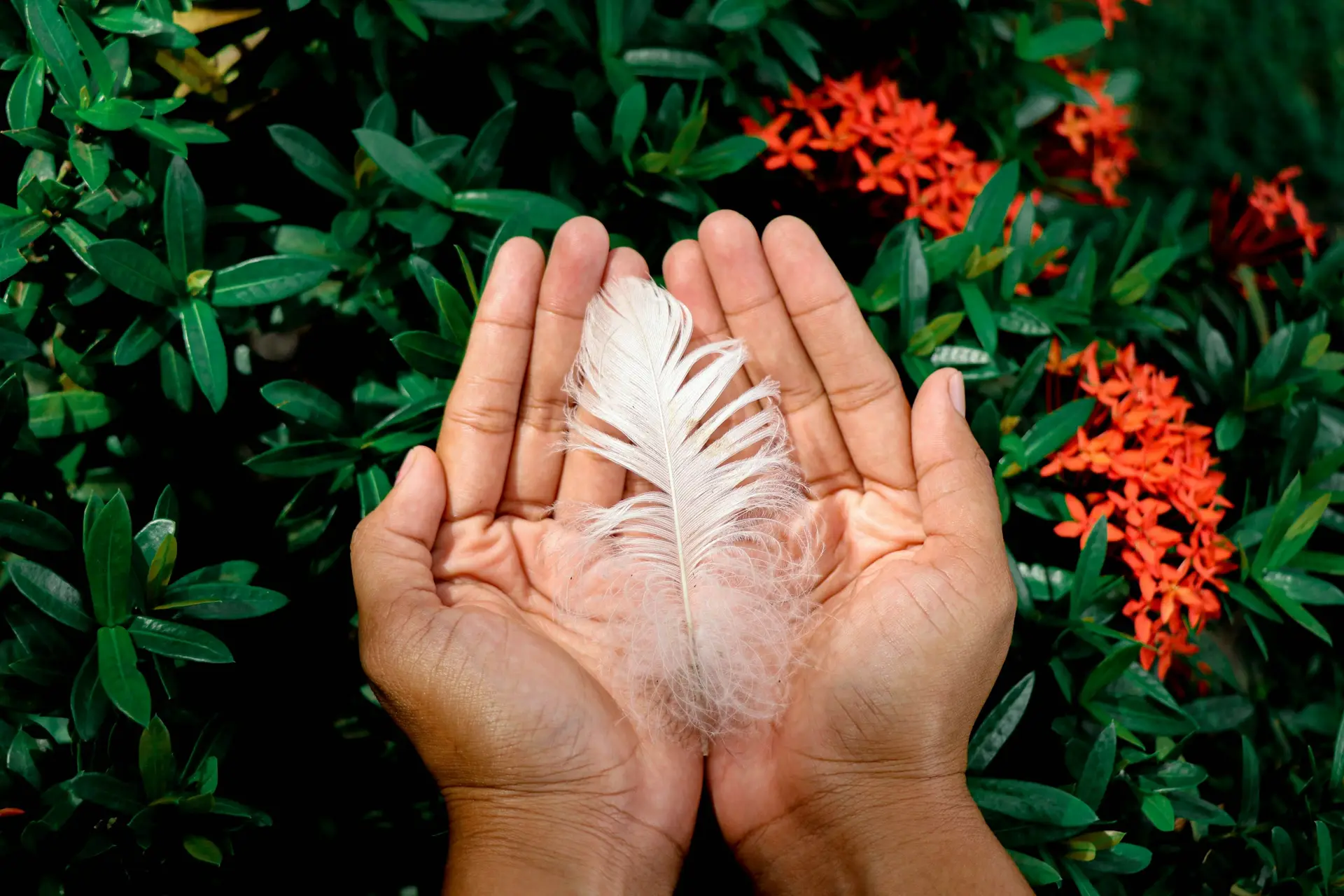 A person holding a feather front of a garden.