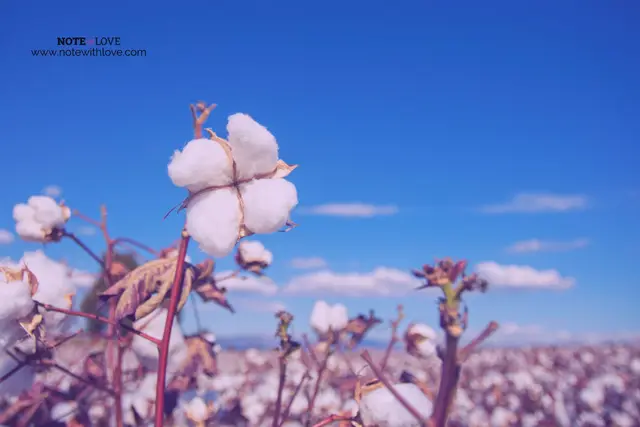 World Cotton Day