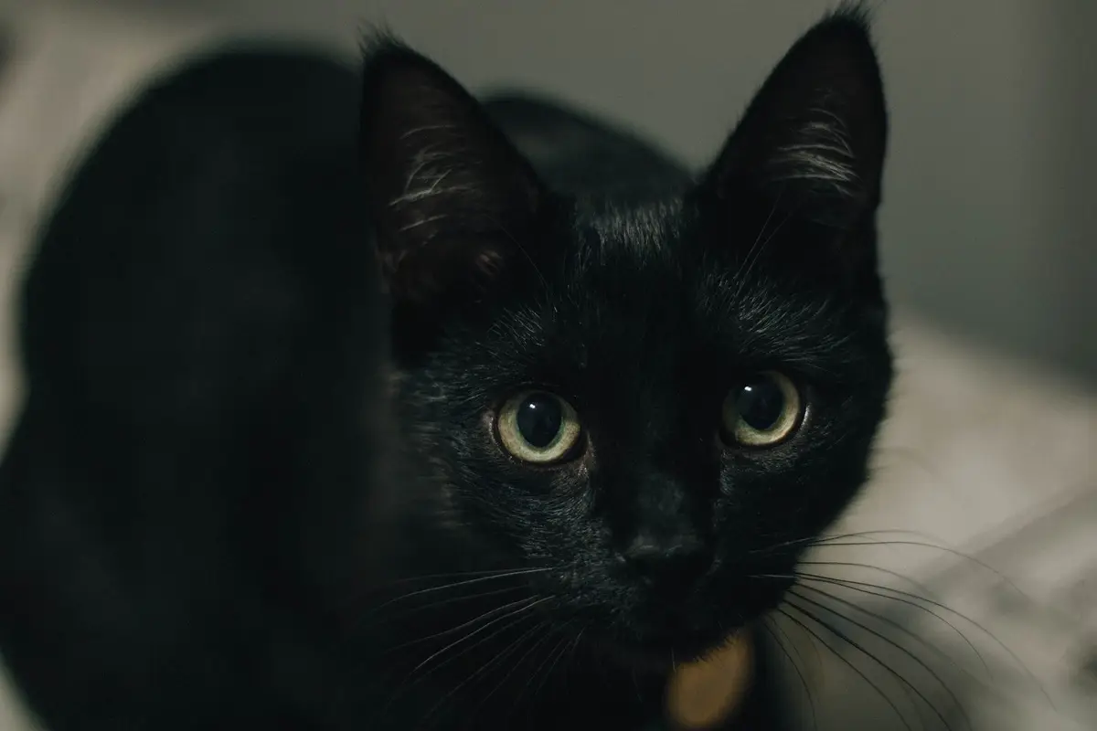A captivating close-up of a black cat with striking green eyes, gazing intently.