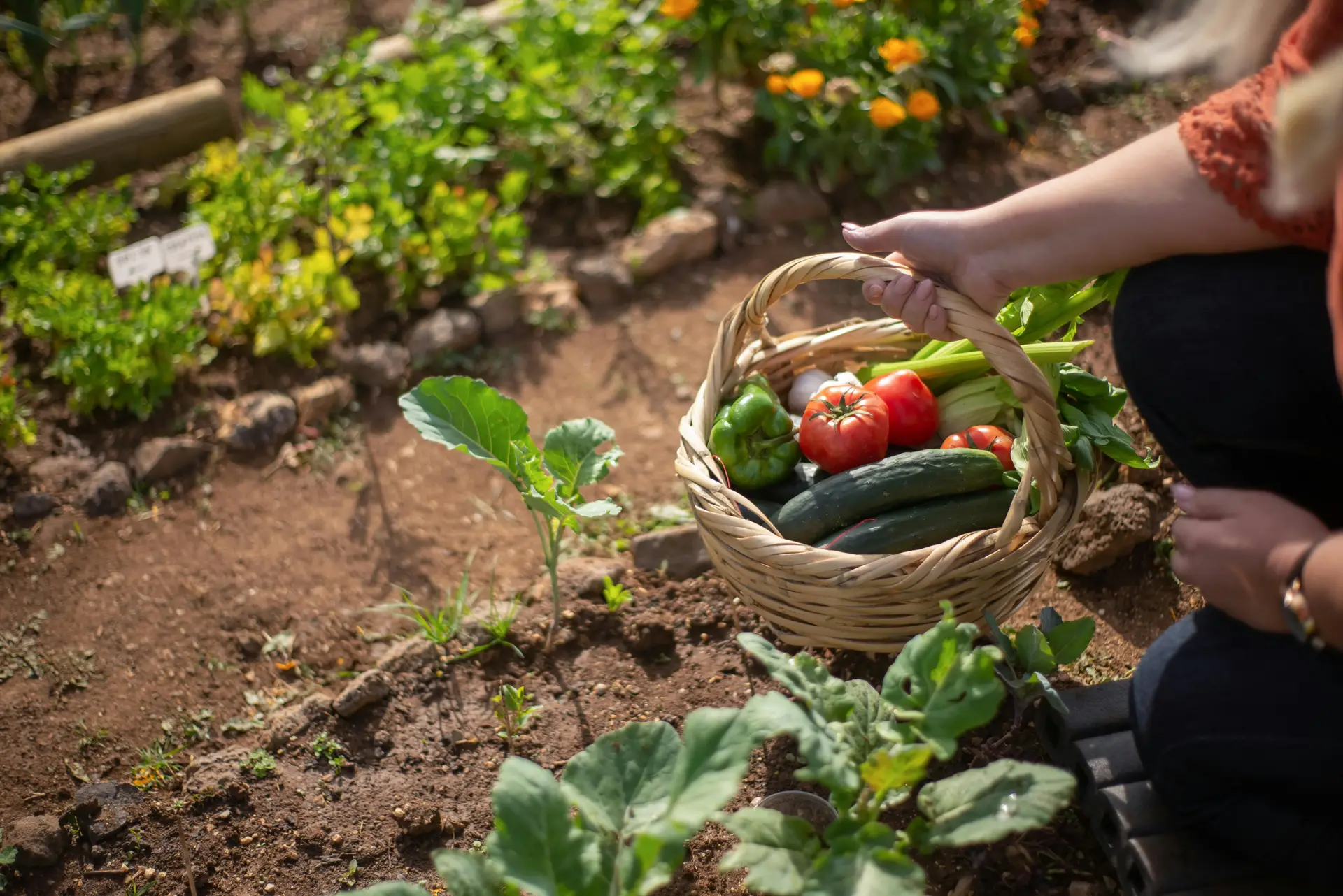 erson Holding a Basket filled with vegetables at a vegetable garden.
