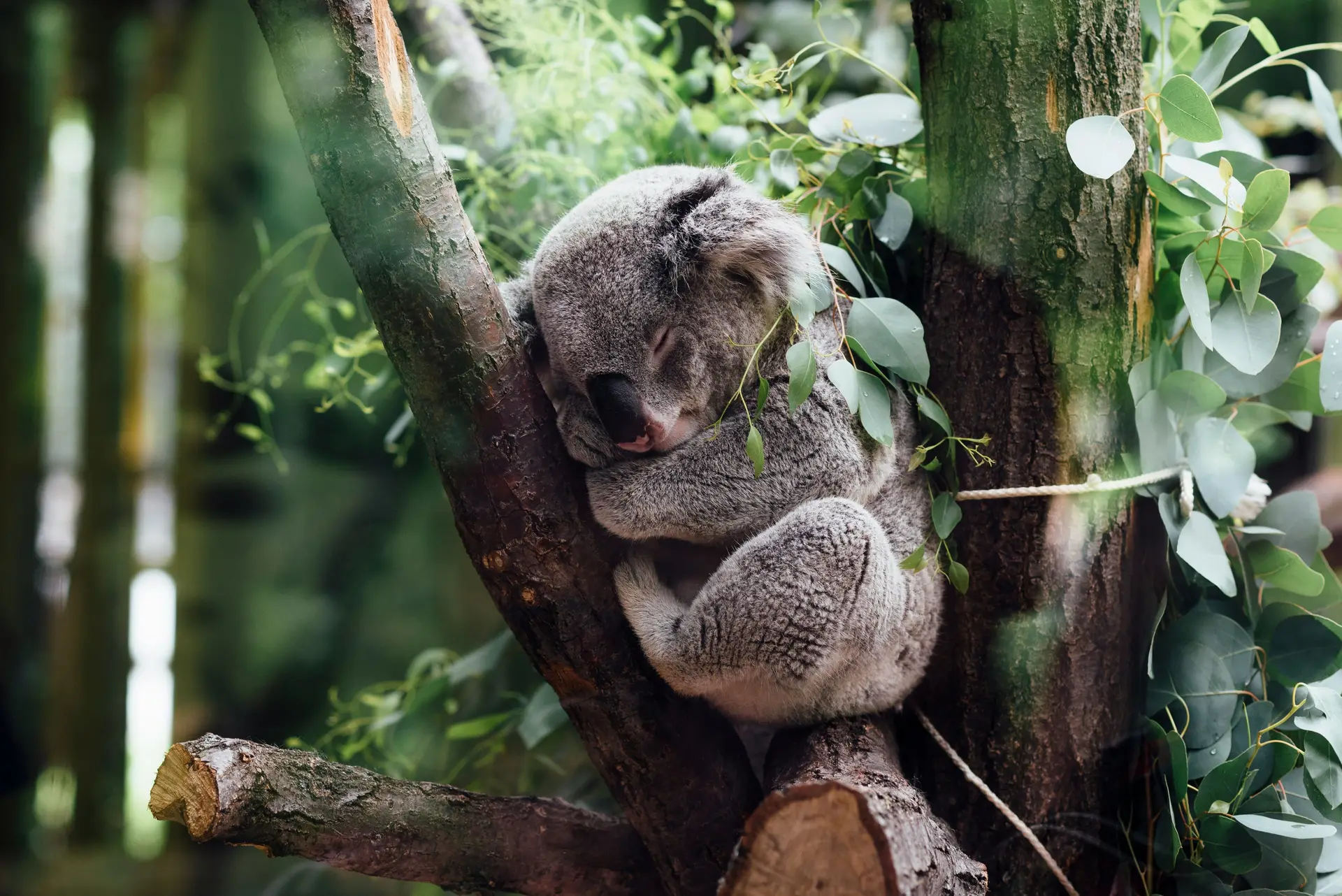 A sleeping Koala on a branch shown in a Zoo.
