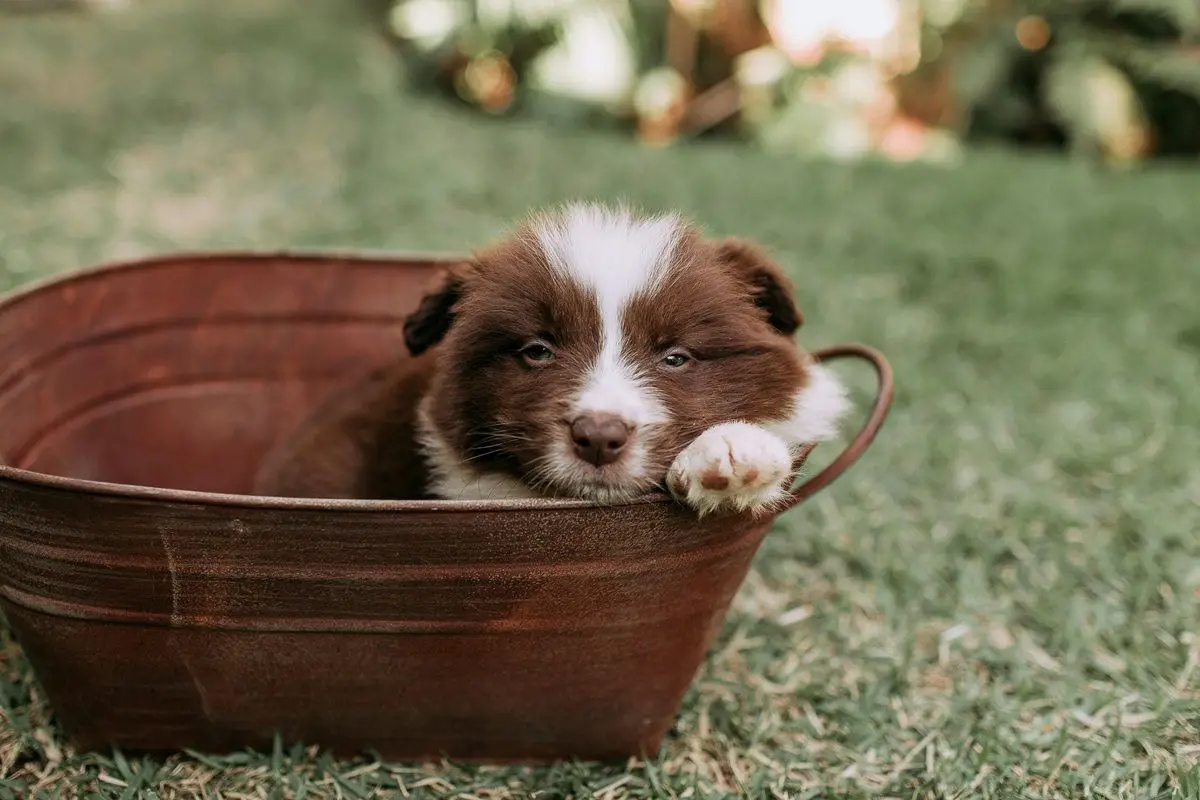 dog-in-a-basket.jpg
