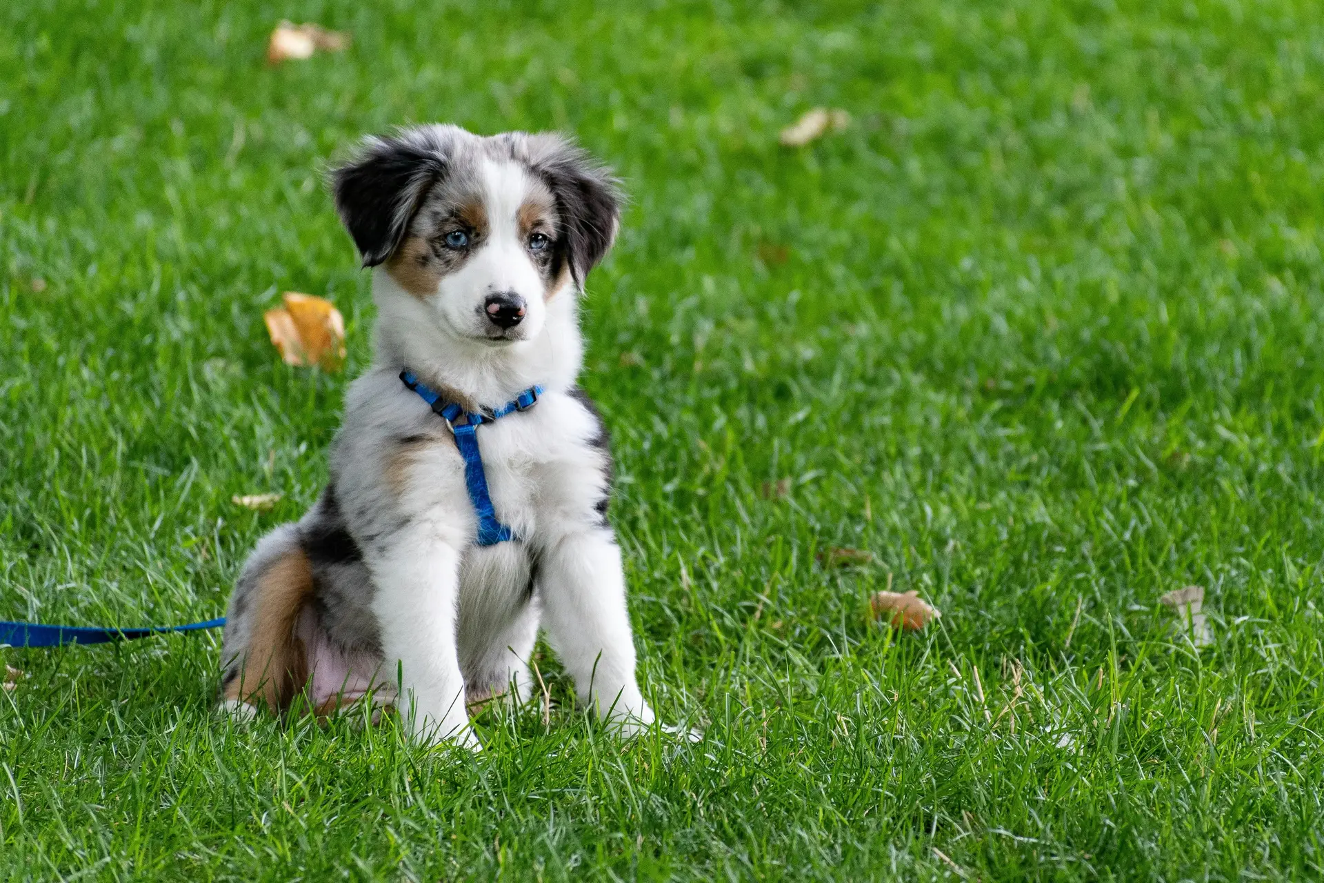 A pup sitting on the grass.