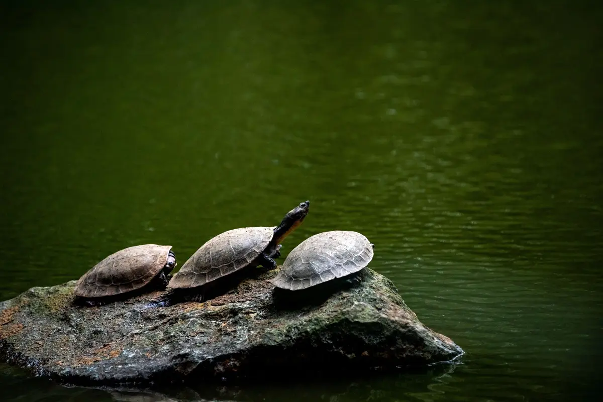 Three turtles rest on a rock surrounded by calm green waters, capturing a tranquil wildlife scene.
