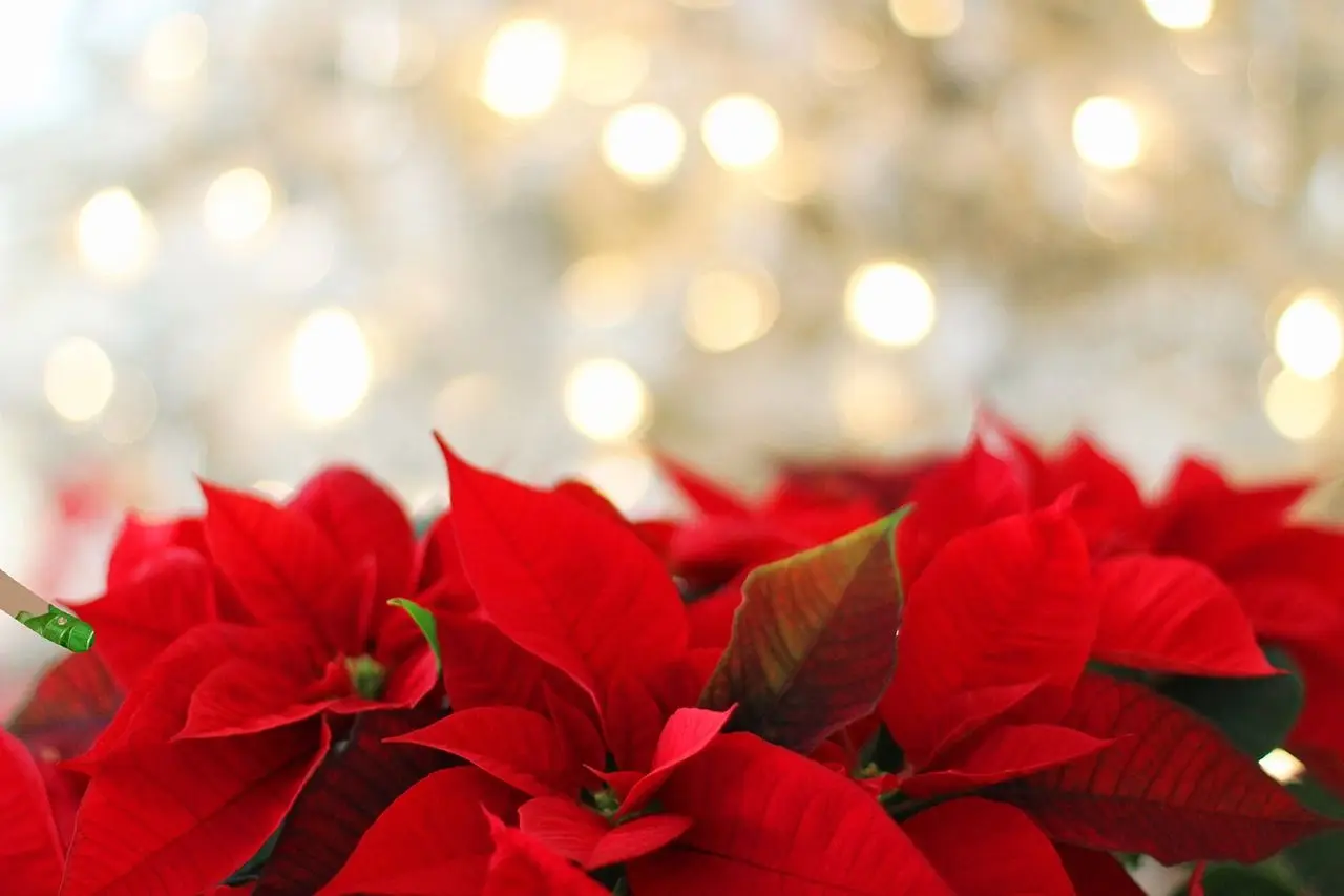 poinsettia-3024434_1280.jpg