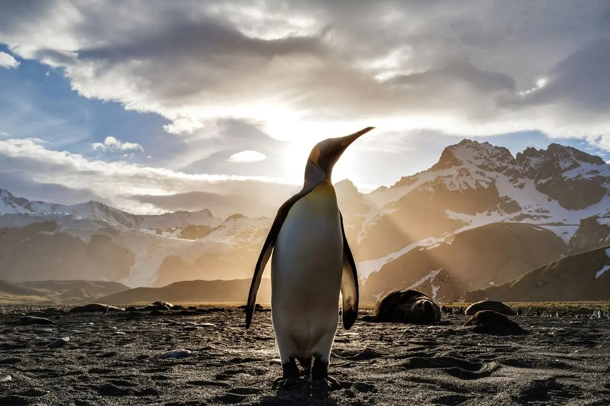 standing penguin on sand near snow covered mountain covering the sun from view at daytime.