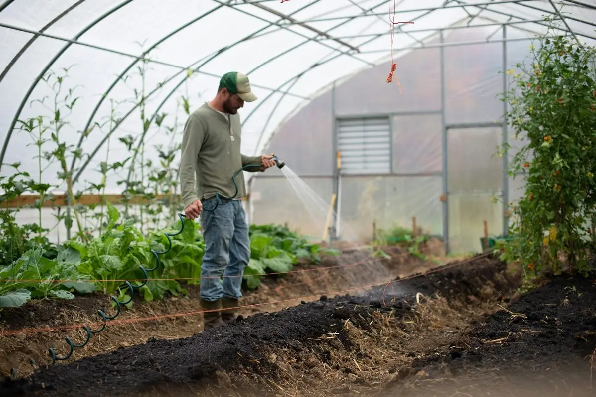 A farmer watering plants in a greenhouse.
