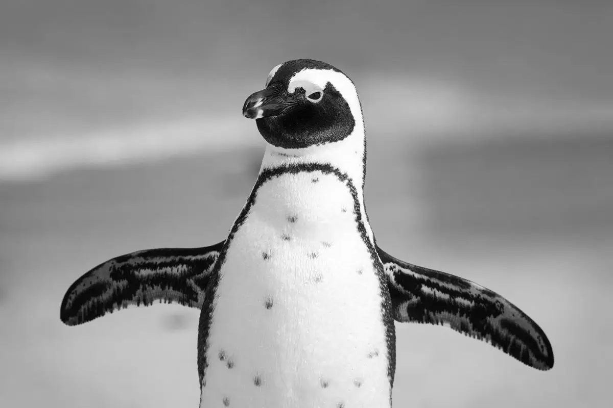 A penguin with its flippers wide open.