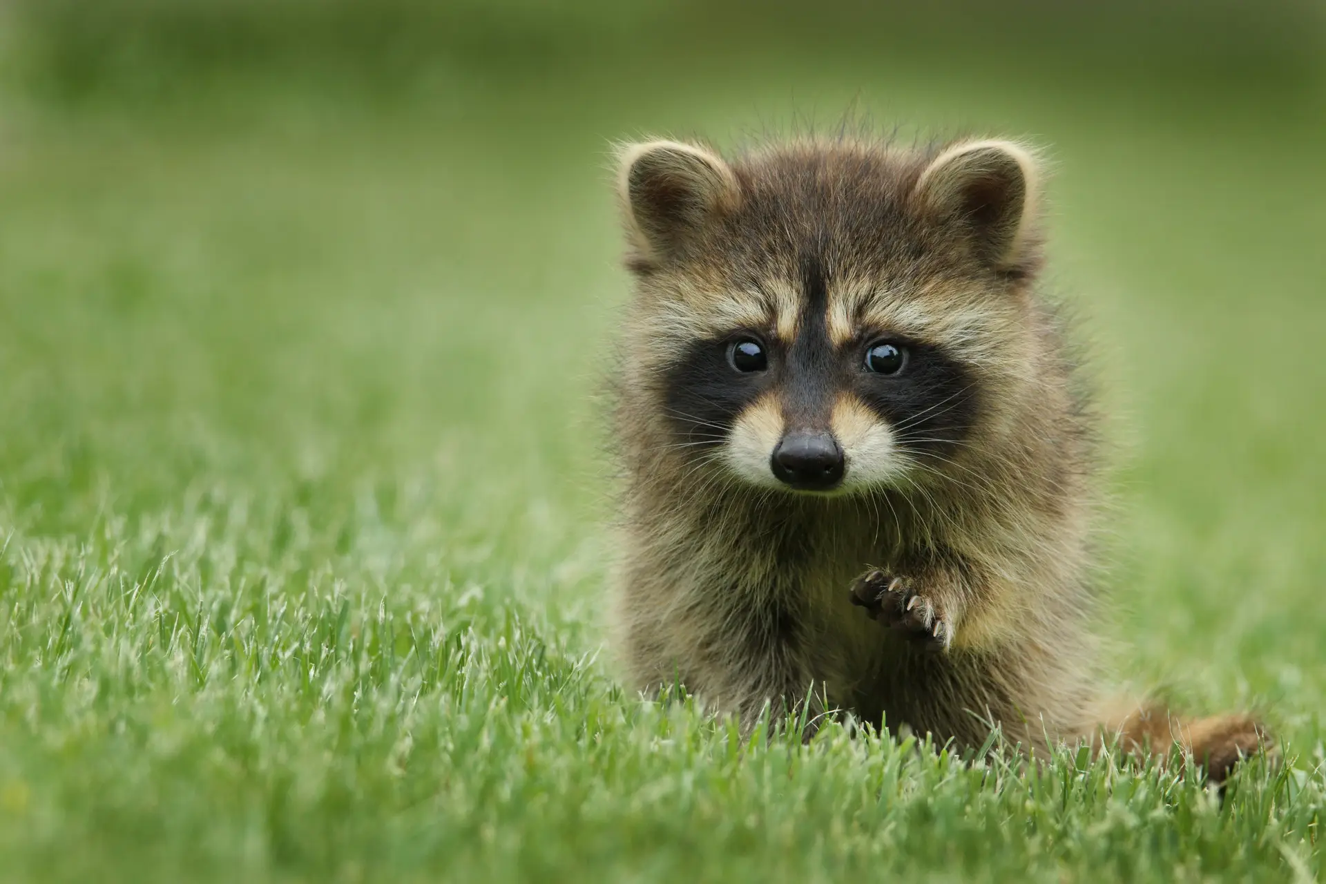 Baby Raccoon on a grassy land.