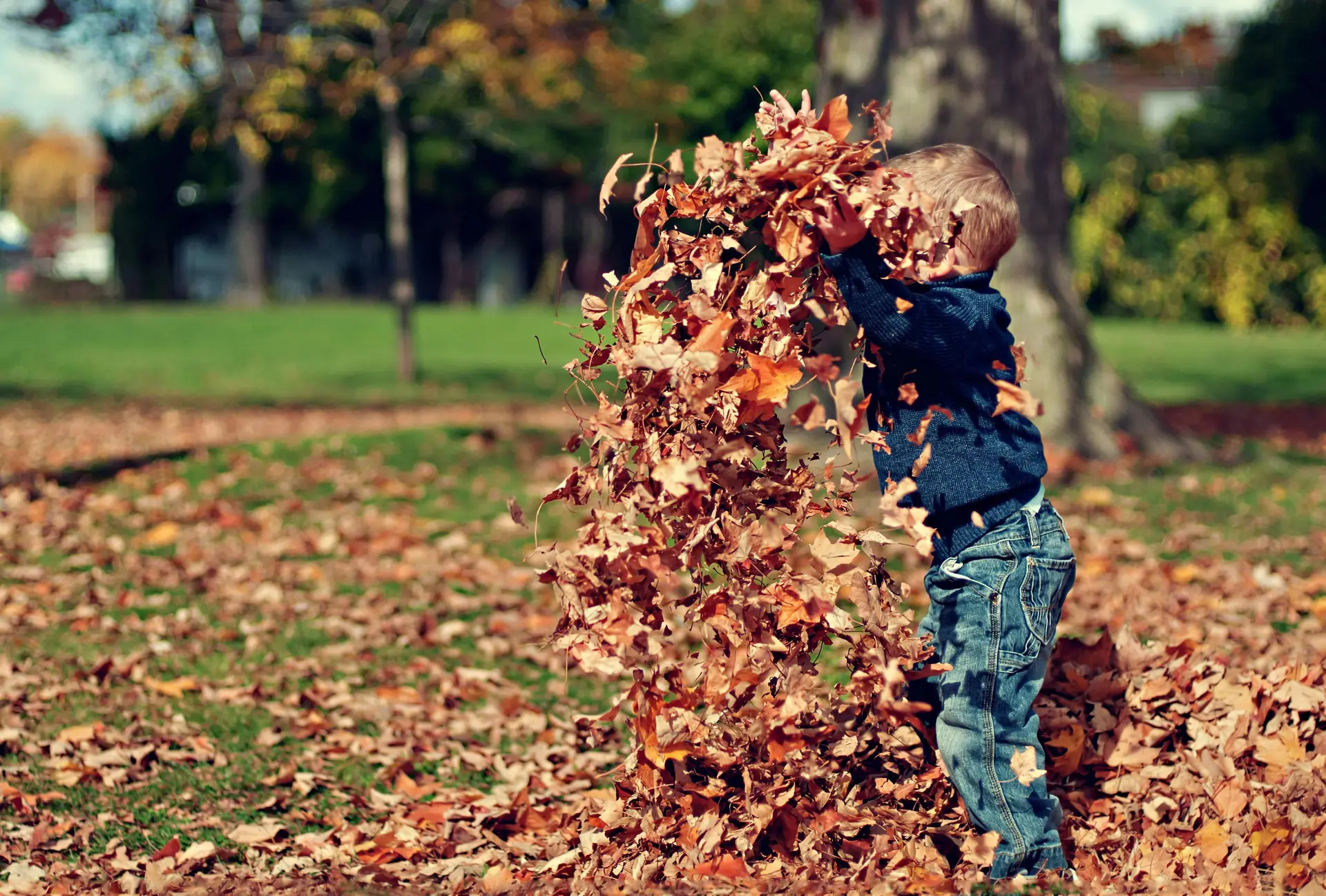 Boy playing with fallen leaves in the autumn.