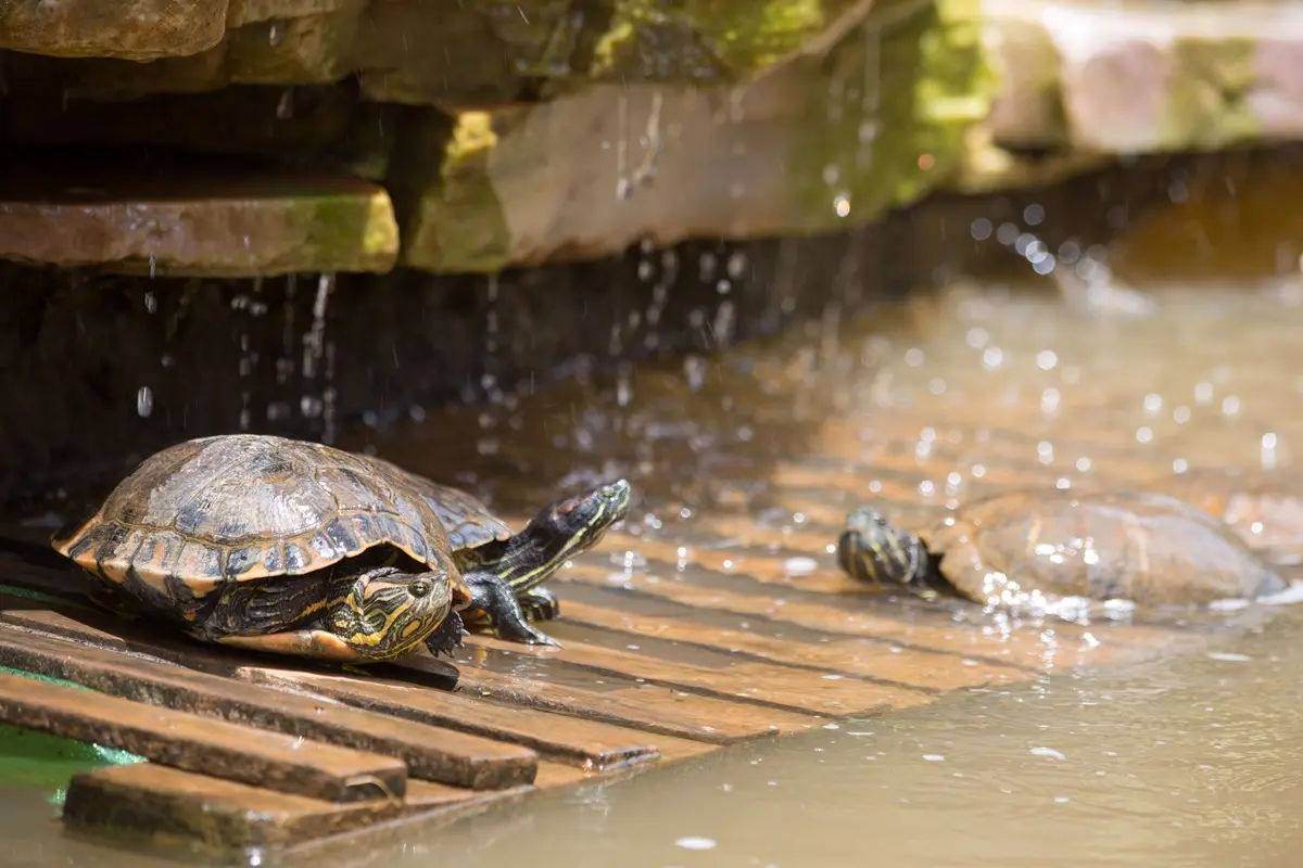 Group of turtles basking on a wooden platform during the rain.