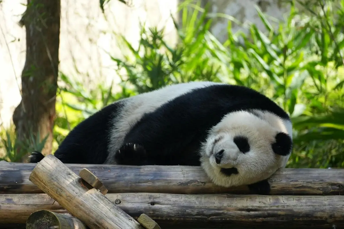 A panda lying on some felled trees in a zoo.