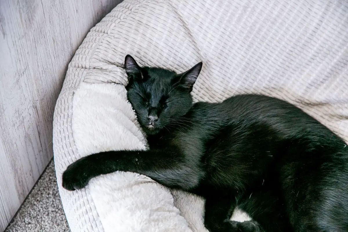 A serene black cat rests comfortably on a plush beige cushion indoors.