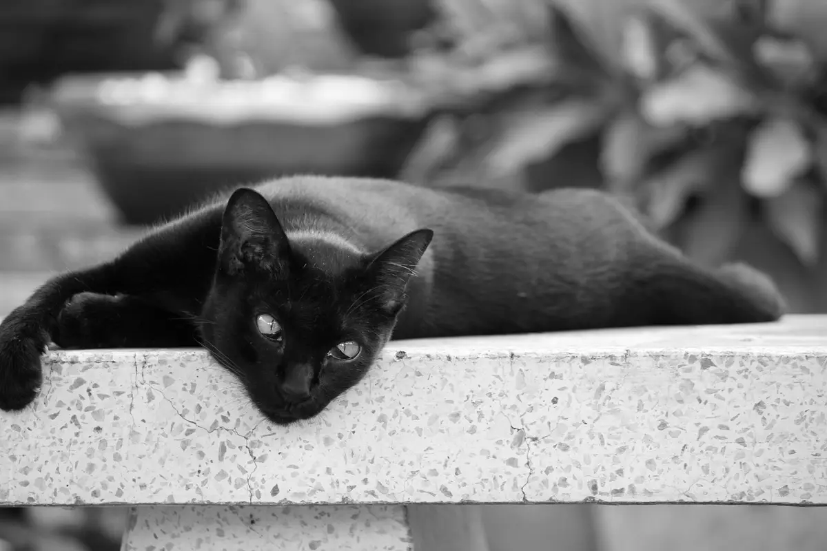 Black cat resting on a stone bench in a peaceful outdoor setting.