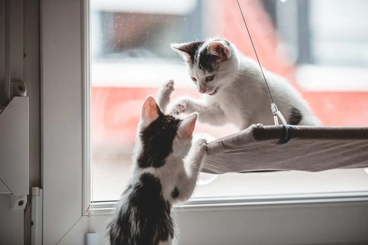 Two adorable kittens playing by a window, showcasing their playful and curious nature.