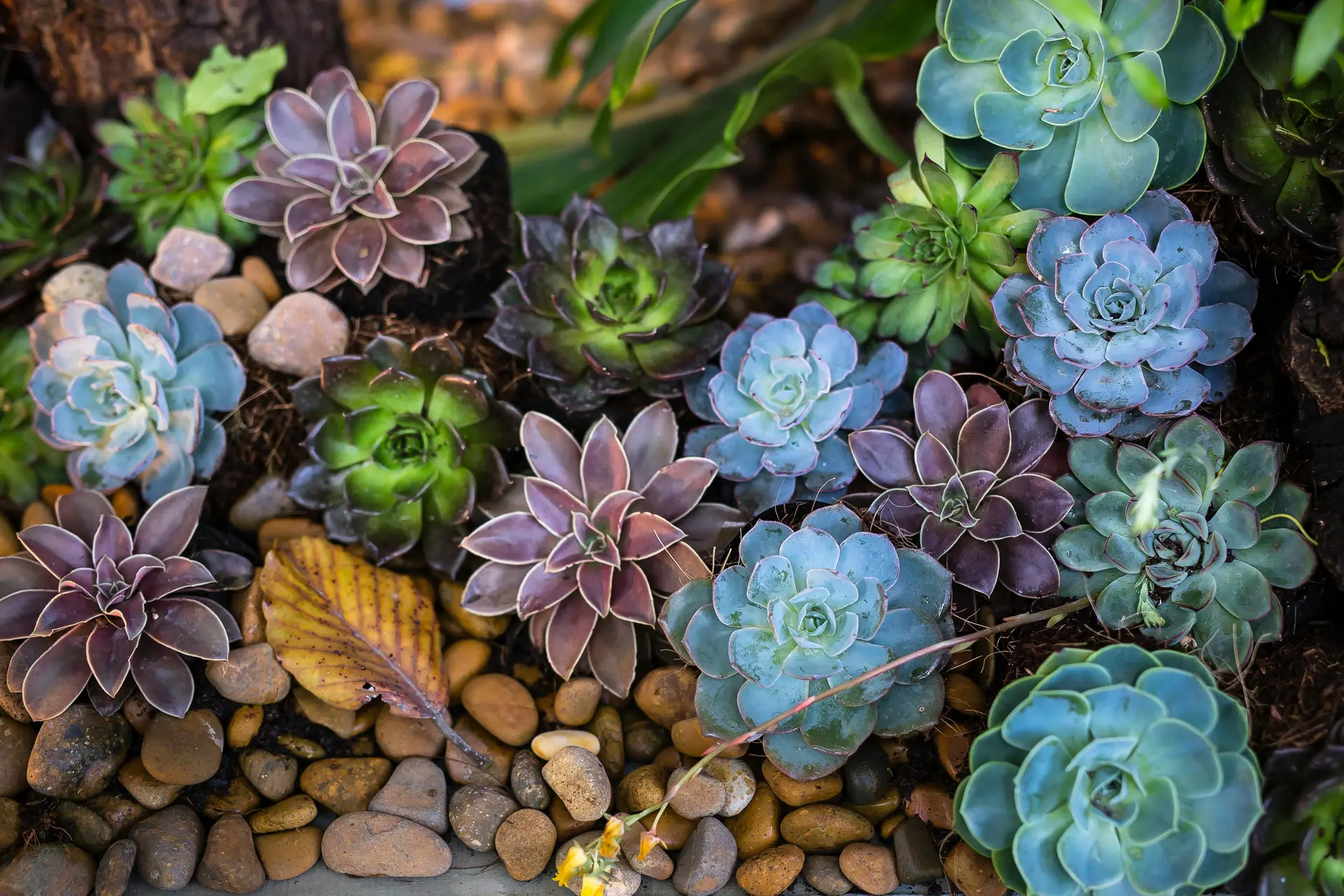 A succulent garden filled with colorful plants.
