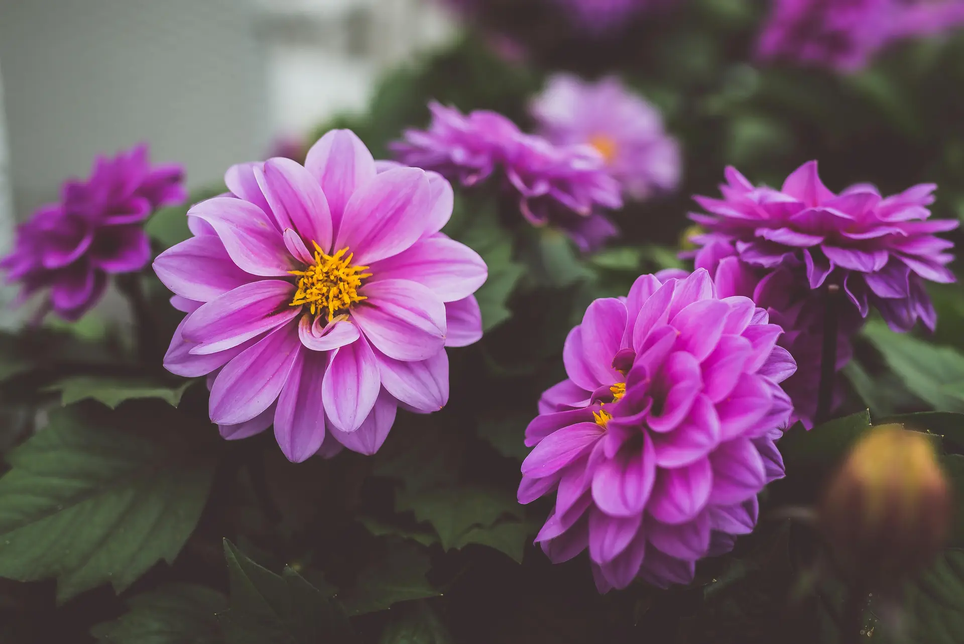Bunch of Purple Dahlia flowers on the tree.