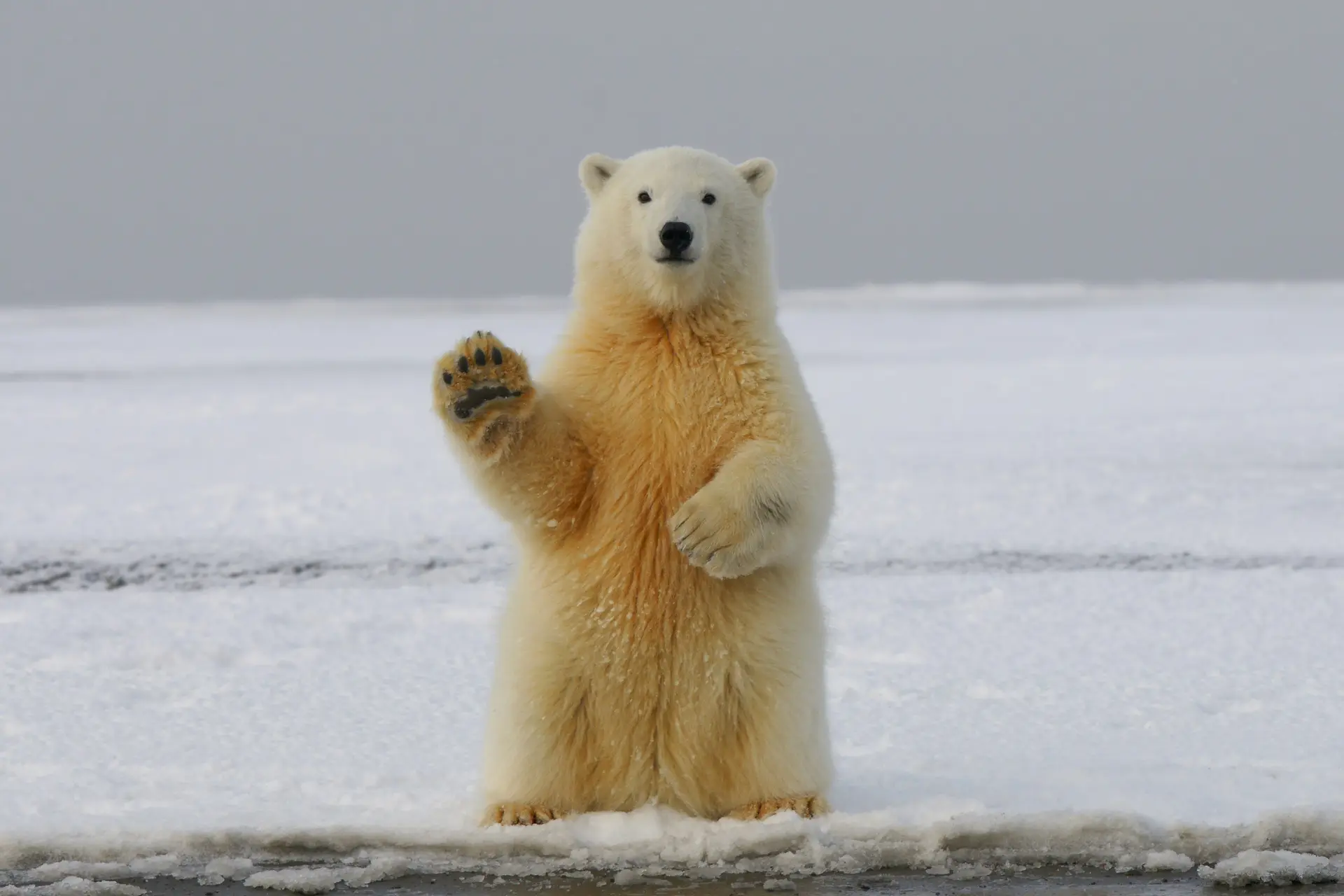 A polar bear standing up, waving its paws.