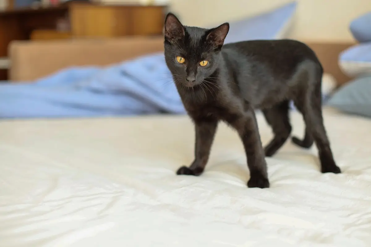 Charming black cat resting on a bed with vibrant blue sheets, showcasing its striking yellow eyes.