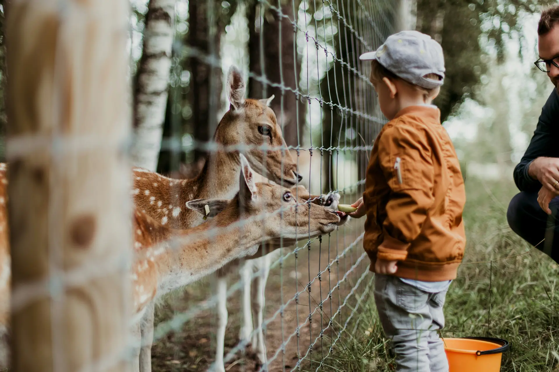 A young boy is feeding two deers by hand in a petting zoo.