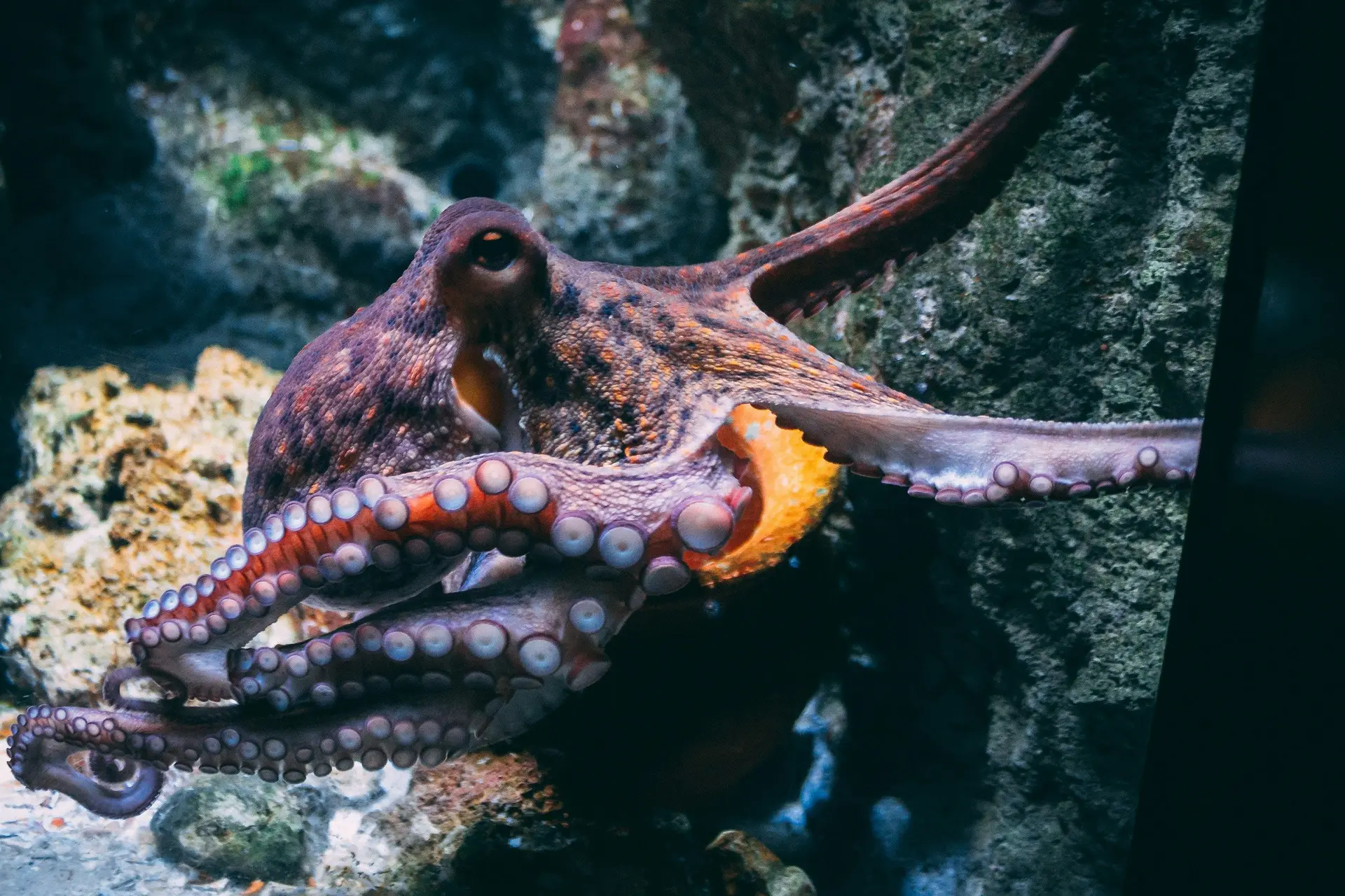 An octopus swimming underwater.