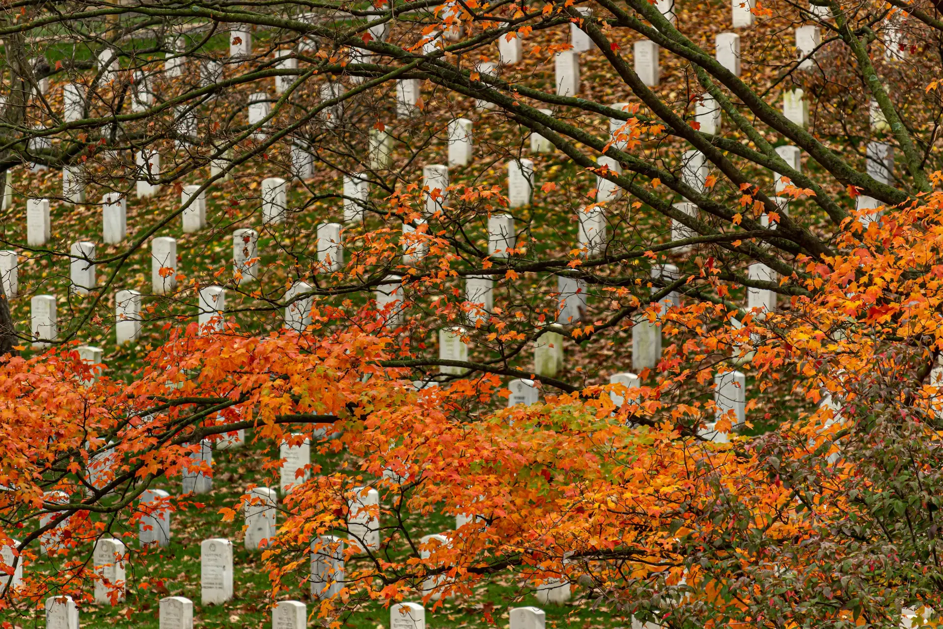 Branches of trees with orange leaves over Arlington 9-11 memorial cemetery.