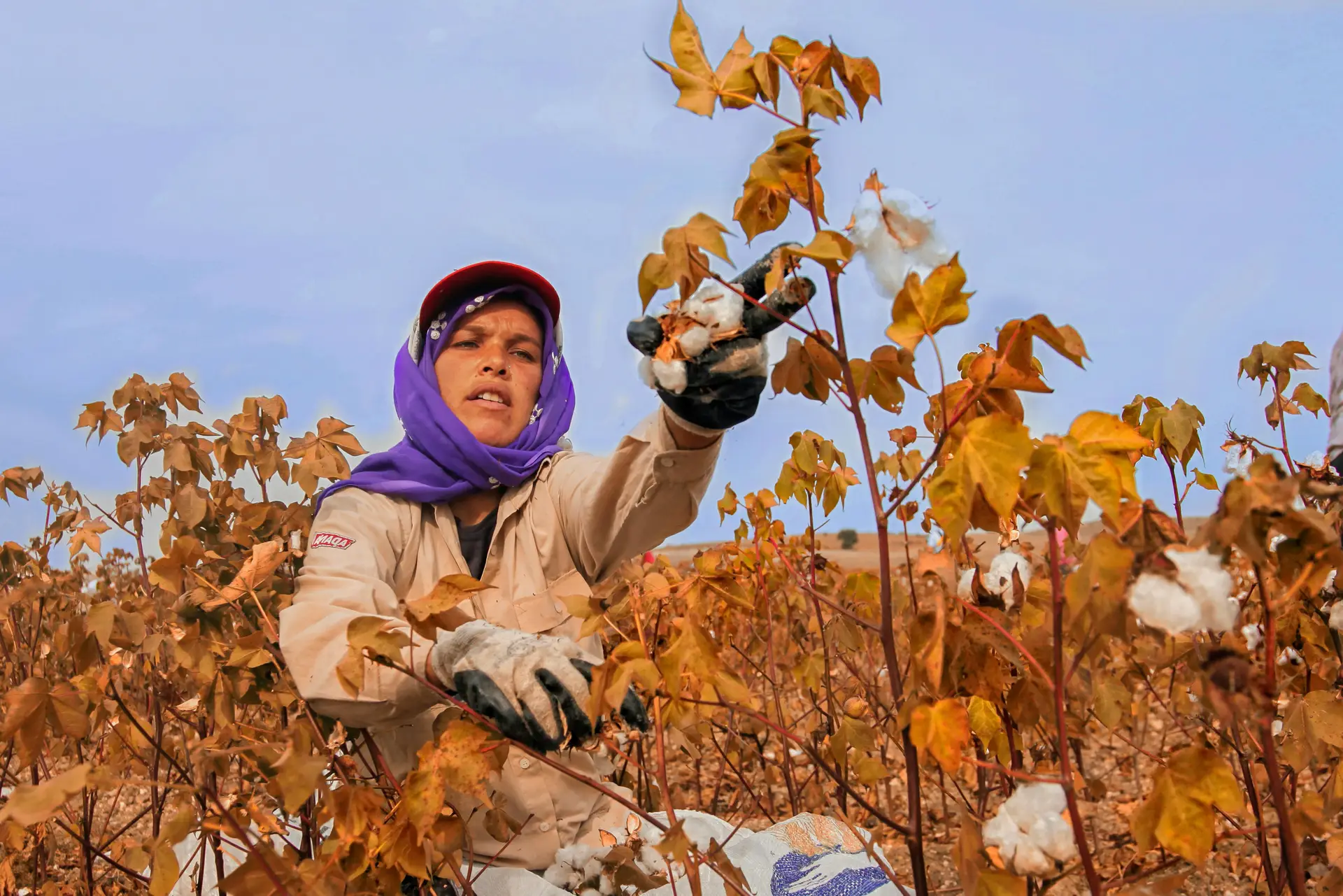 A woman cottonpicker reaching for a ripe cotton to pick off.