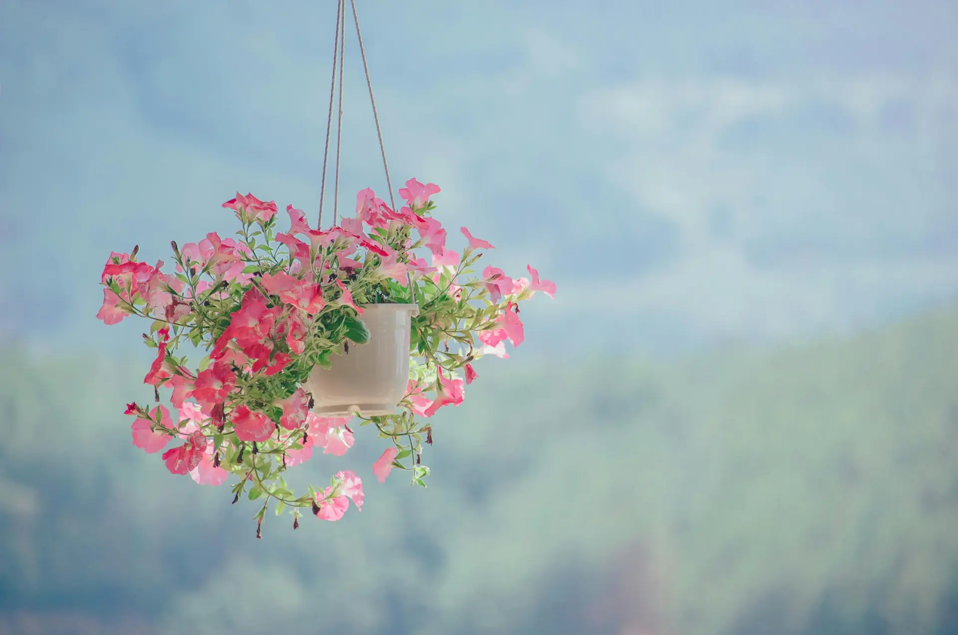 Pink petaled flower plant inside white hanging pot.