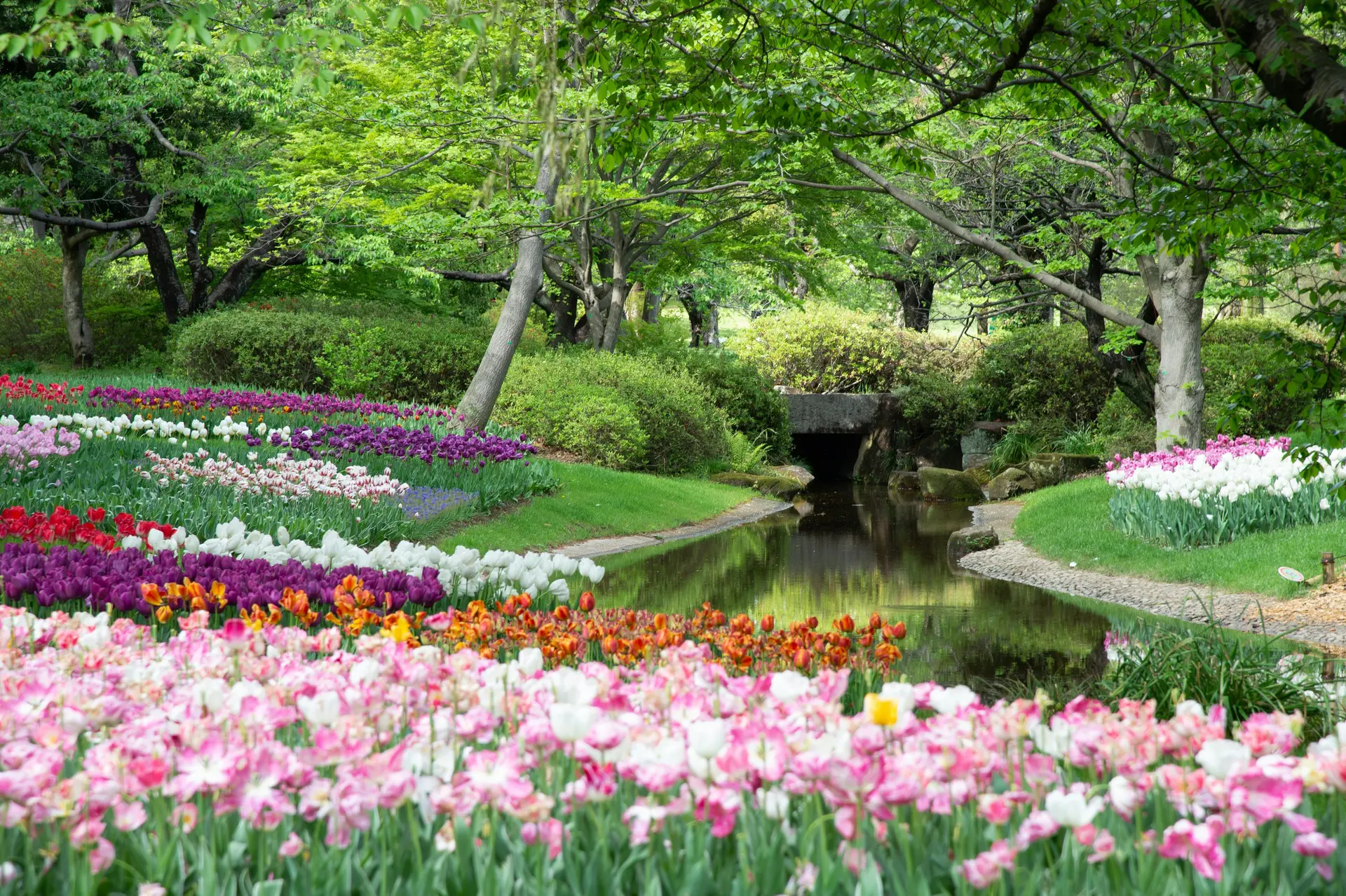 In a lush garden there are purple flowers near green trees and river during daytime.