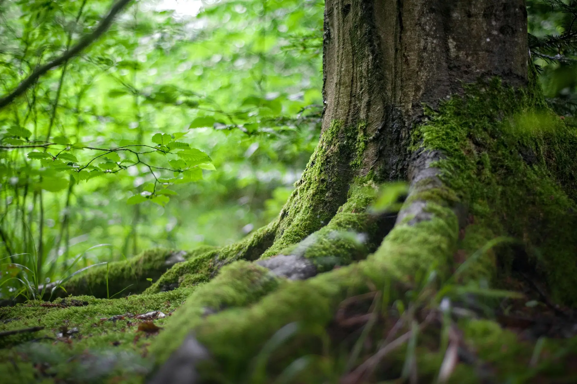 Huge trunk of a tree in a forest. There are green moss on the tree trunk.
