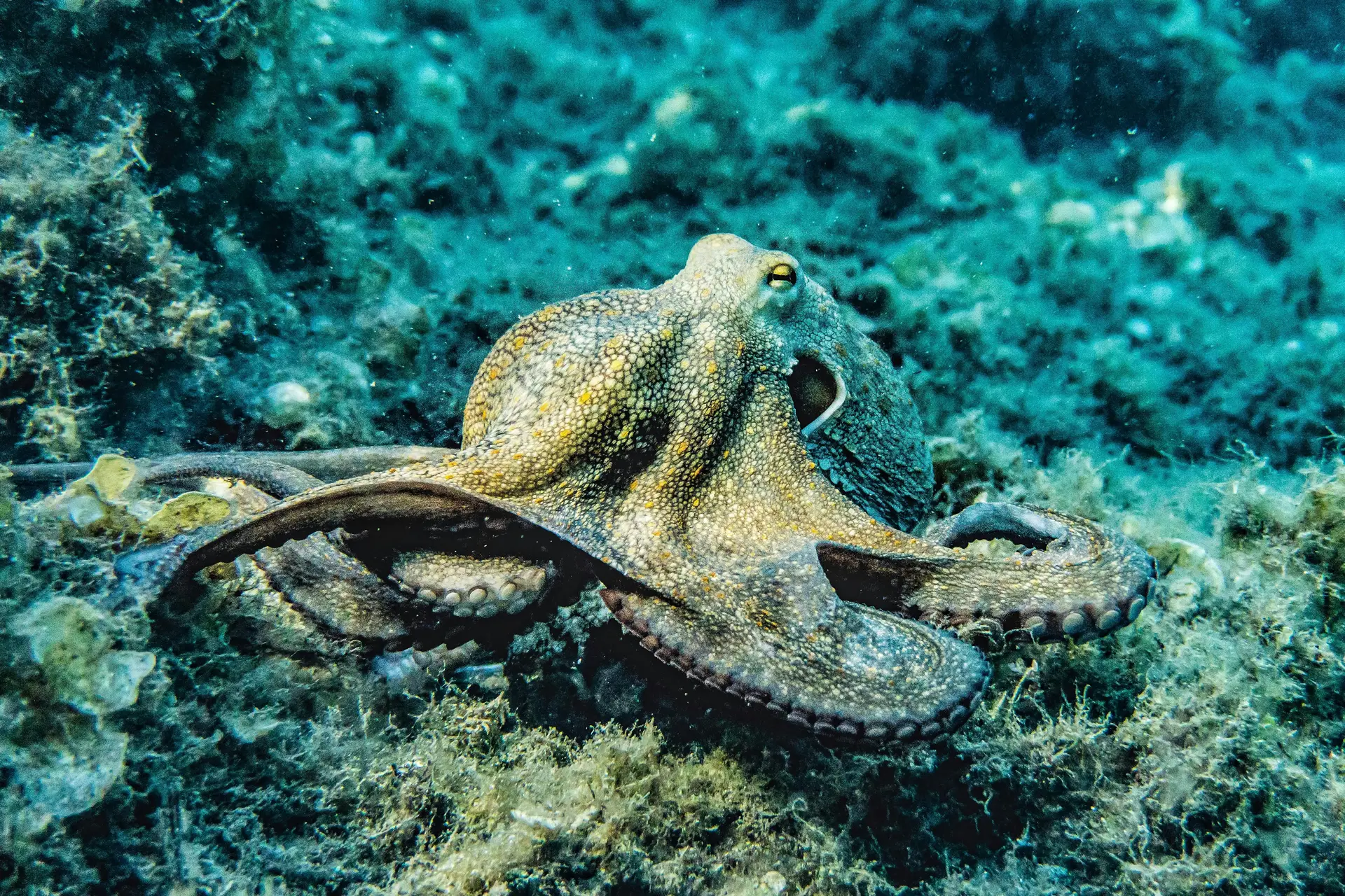 A brown octopus roaming on the rocky sea floor.